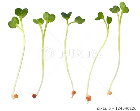 かいわれ大根 かいわれ大根 124640126