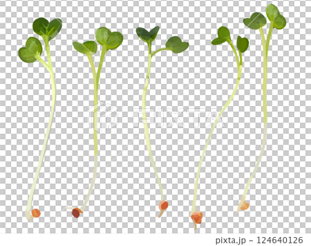 注意：蘿蔔蘿蔔 124640126