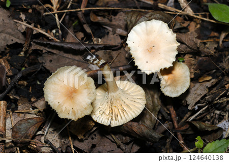 淡いベージュ色、フリル風に開いたカサの老成「ハダイロガサ」キノコ（自然光+ストロボマクロ接写） 124640138
