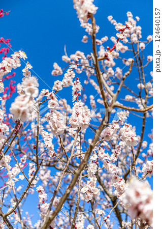 春の訪れを告げる梅の花 124640157