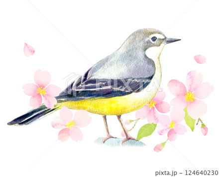 水彩イラスト　桜の花とキセキレイ 124640230