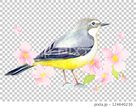 水彩イラスト　桜の花とキセキレイ 124640230
