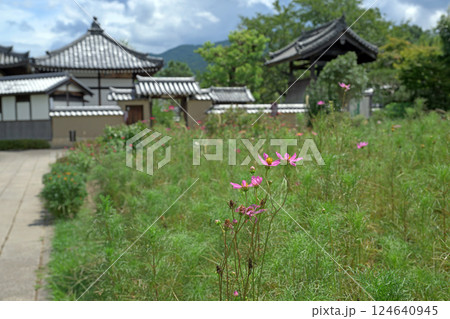 奈良 飛鳥寺 124640945