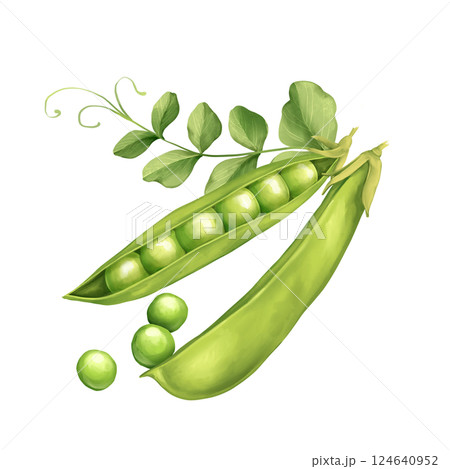 Green peas with leaves, Watercolor hand drawn illustration isolated on white background. 124640952