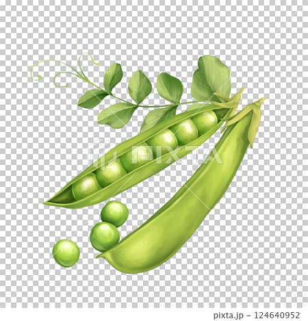 Green peas with leaves, Watercolor hand drawn illustration isolated on white background. 124640952
