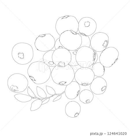 Outline Vector Blueberry black and white engraved ink art. Berries and leaves. Isolated contour blueberry illustration element. Vector raw blueberry. Ripe fruits full of nutrition and vitamins 124641020
