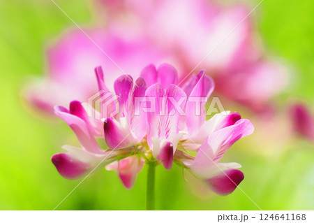 レンゲソウの花 レンゲソウの花 124641168