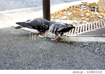 歩道に仲良くいる鳩 124641322