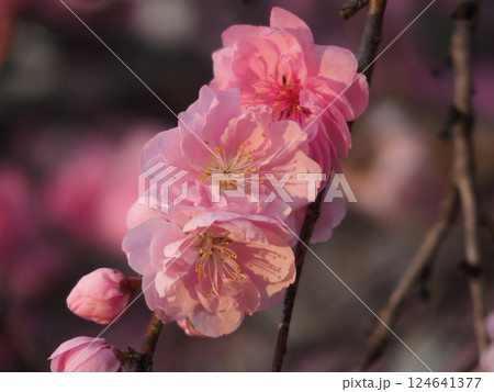 美しいピンクの花 美しいピンクの花 124641377