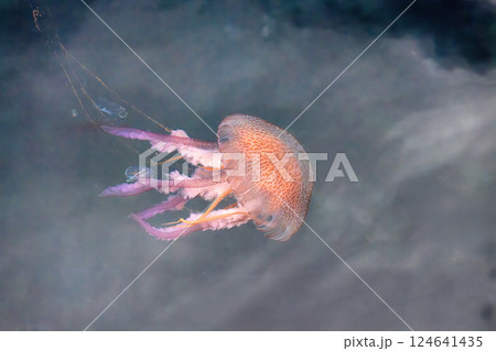 Beautiful jellyfish on the Spanish Costa Brava beach, in the Mediterranean Sea. 124641435