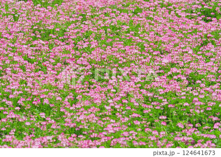 レンゲソウの花 レンゲソウの花 124641673