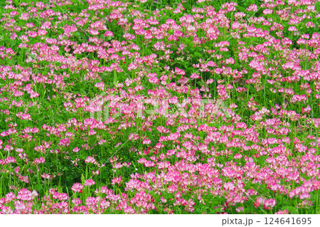 レンゲソウの花 レンゲソウの花 124641695