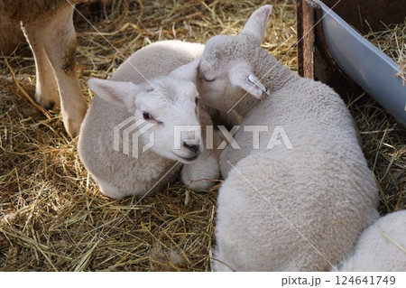 羊の赤ちゃん 羊の赤ちゃん 124641749