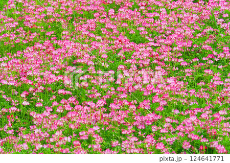 レンゲソウの花 レンゲソウの花 124641771