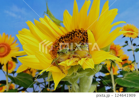 ケロ君たちの夏休み ケロ君たちの夏休み 124641909