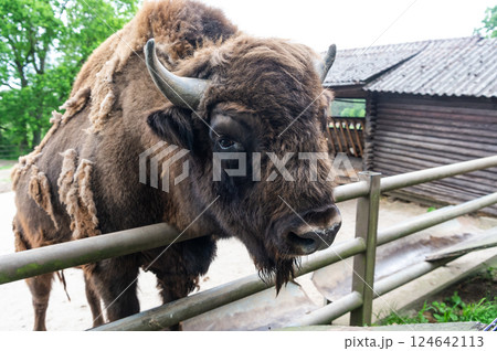 big bison head in zoo animal park outdoor big bison head in zoo animal park outdoor 124642113