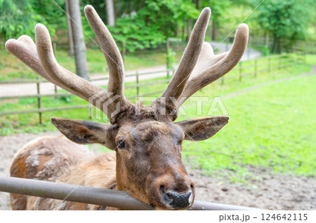 Antlered male deer species natural background Antlered male deer species natural background 124642115
