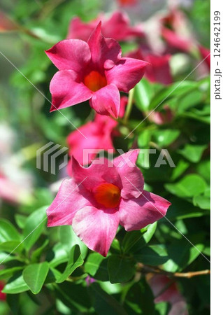 マンデビラ　紅赤色の花 124642199