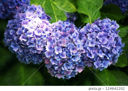 色づき始めたアジサイ 124642202
