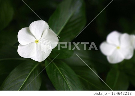 ニチニチソウの白い花咲く ニチニチソウの白い花咲く 124642218