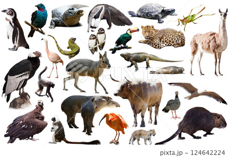Fauna of South America set 124642224