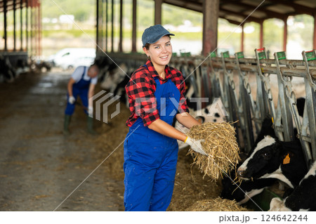 Caring girl feeding cows with fresh hay on village farm 124642244