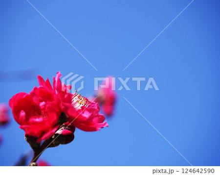 青空に映える紅梅 青空に映える紅梅 124642590