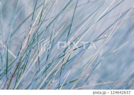 Soft focus ornamental grass Blue Fescue Festuca glauca with water drop. Blurred background Soft focus ornamental grass Blue Fescue Festuca glauca with water drop. Blurred background 124642637