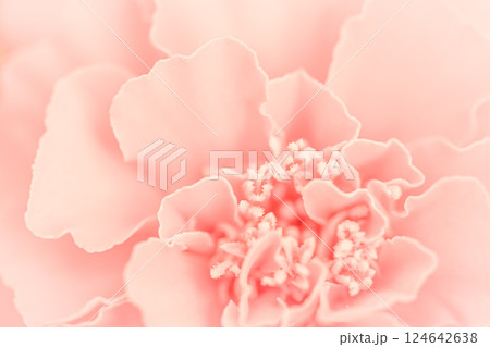 Close up beautiful pink flower petals. Floral background. High quality photo 124642638