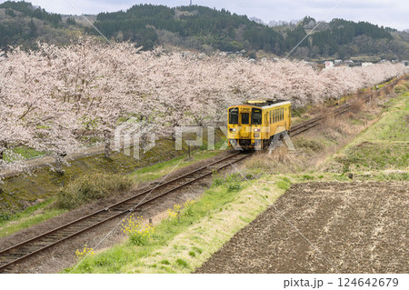 満開の桜並木を走るディーゼル電車 満開の桜並木を走るディーゼル電車 124642679