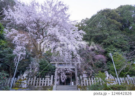 大豊神社　本殿　満開の枝垂れ桜と枝垂れ紅梅 124642826