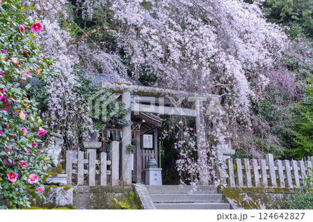 大豊神社　本殿　満開の枝垂れ桜と枝垂れ紅梅と椿 124642827