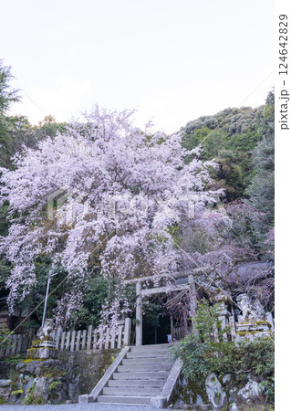 大豊神社　本殿　満開の枝垂れ桜と枝垂れ紅梅 124642829