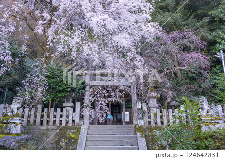 大豊神社 本殿 満開の枝垂れ桜と枝垂れ紅梅 大豊神社 本殿 満開の枝垂れ桜と枝垂れ紅梅 124642831