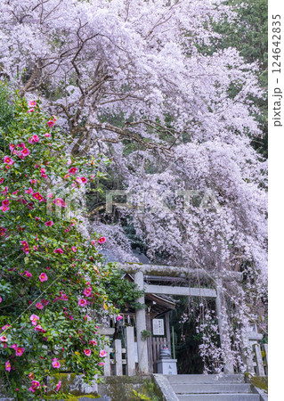 大豊神社　本殿　満開の枝垂れ桜と枝垂れ紅梅と椿 124642835