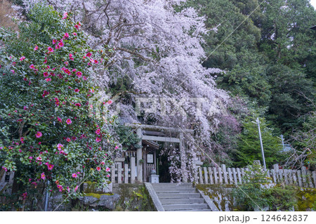 大豊神社 本殿 満開の枝垂れ桜と枝垂れ紅梅と椿 大豊神社 本殿 満開の枝垂れ桜と枝垂れ紅梅と椿 124642837