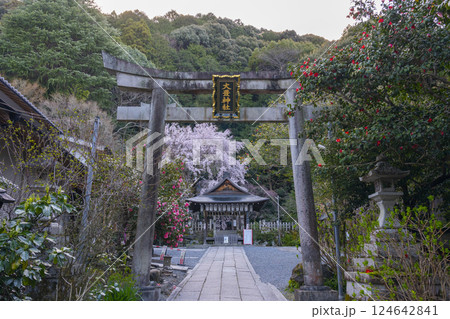大豊神社　大鳥居と拝殿　満開の枝垂れ桜と枝垂れ紅梅と椿 124642841