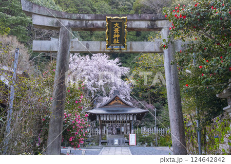 大豊神社　大鳥居と拝殿　満開の枝垂れ桜と枝垂れ紅梅と椿 124642842