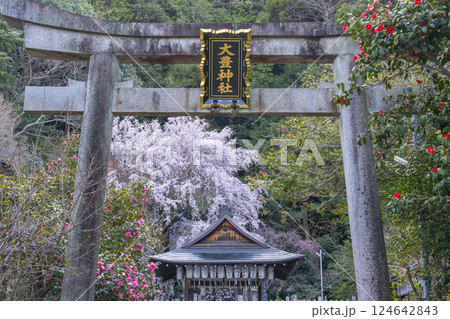 大豊神社　大鳥居と拝殿　満開の枝垂れ桜と枝垂れ紅梅と椿 124642843