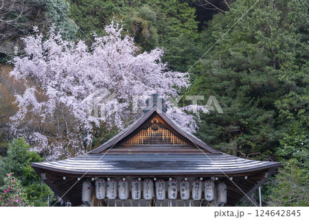 大豊神社　拝殿　満開の枝垂れ桜と枝垂れ紅梅 124642845
