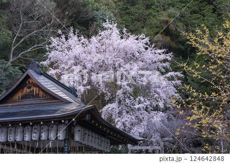 大豊神社 拝殿と満開の枝垂れ桜 大豊神社 拝殿と満開の枝垂れ桜 124642848