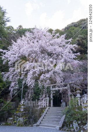 大豊神社 本殿 満開の枝垂れ桜と枝垂れ紅梅 大豊神社 本殿 満開の枝垂れ桜と枝垂れ紅梅 124642850
