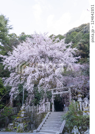 大豊神社　本殿　満開の枝垂れ桜と枝垂れ紅梅 124642851
