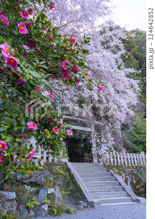大豊神社　本殿　満開の枝垂れ桜と枝垂れ紅梅と椿 124642852