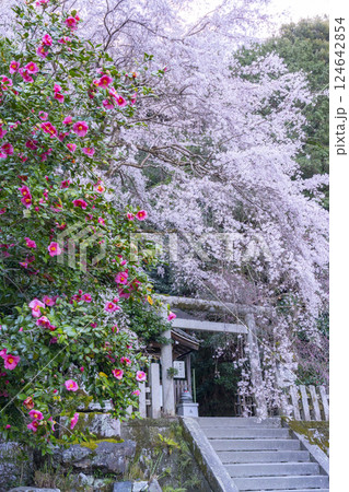 大豊神社　本殿　満開の枝垂れ桜と枝垂れ紅梅と椿 124642854