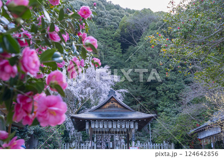 大豊神社　拝殿　満開の枝垂れ桜と椿 124642856