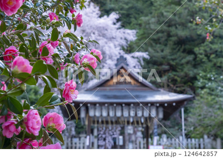 大豊神社　拝殿　満開の枝垂れ桜と椿 124642857