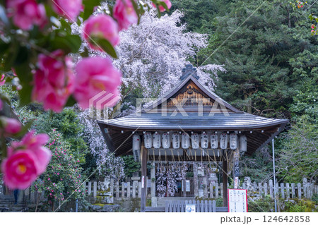 大豊神社　拝殿　満開の枝垂れ桜と椿 124642858