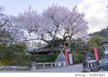 大豊神社へ続く下桜谷橋上の桜 124642862