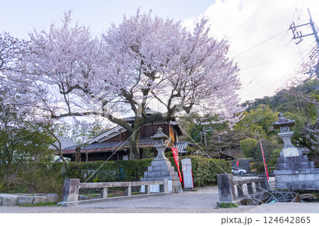 大豊神社へ続く下桜谷橋上の桜 124642865